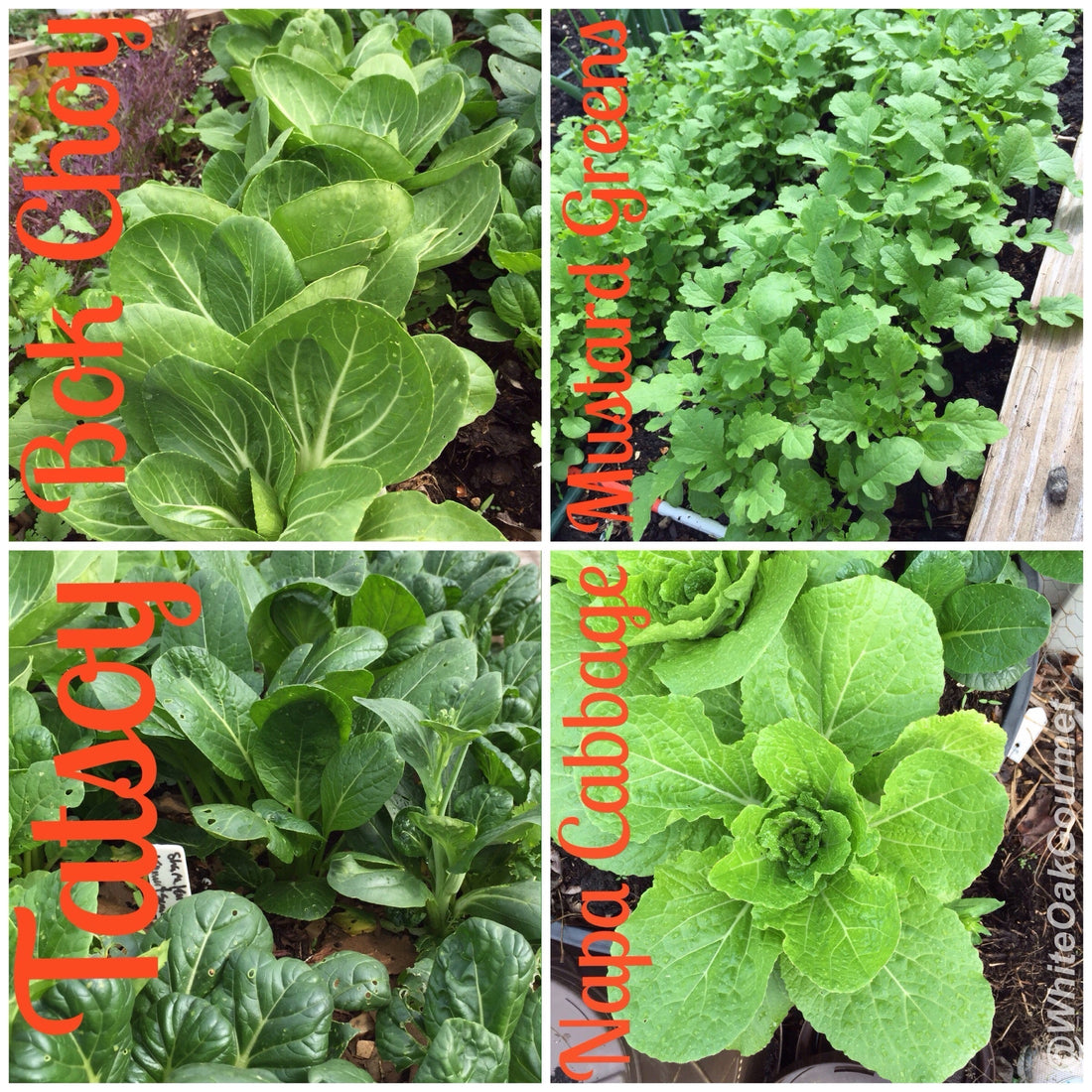 Fight inflammation with Leafy Greens